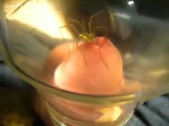 Spider sucks juice from a schlong